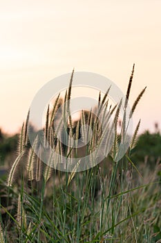 Hairy fountain grass flower