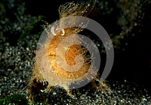 Hairy frogfish