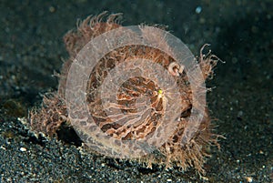 Hairy frogfish