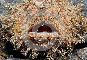 Hairy Frogfish