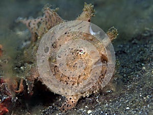 Hairy frogfish