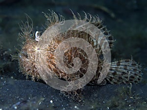 Hairy frogfish