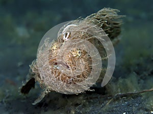 Hairy frogfish