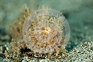 Hairy Frogfish