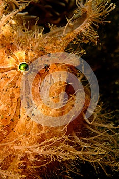 Hairy frogfish
