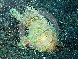 Hairy Frogfish