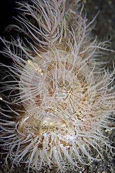Hairy Frogfish