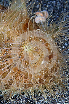 Hairy frogfish or anglerfish