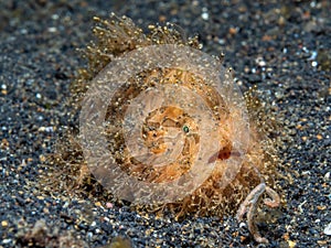 Hairy Frogfish, Antennarius striatus. Black sand, Lembeh photo