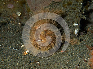 Hairy frogfish
