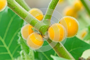 Hairy-fruited eggplant