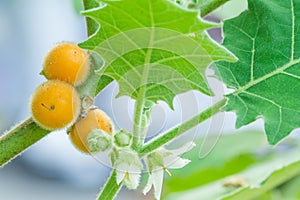 Hairy-fruited eggplant