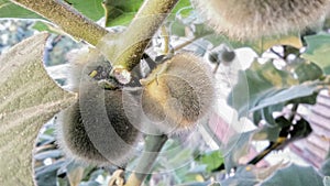 Hairy Fruited Eggplant