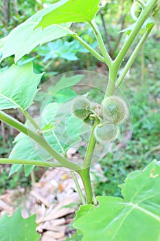 Hairy-fruited eggplant