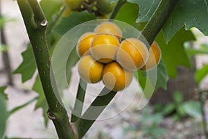 Hairy-fruited eggplant, Solanum ferox or Solanum stramonifolium on tree can be eaten by cooking.