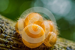 Hairy fungi in tropical forest