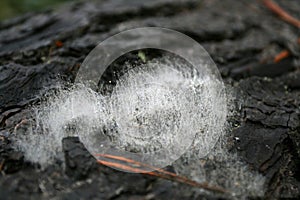 Hairy Fungus