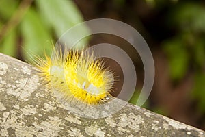 Hairy, fuzzy, spiny yellow caterpillar