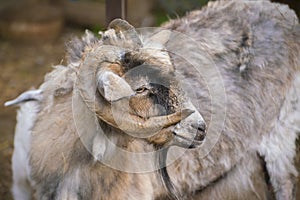 Hairy goat portrait with curly horns in the zoo, mammal animals