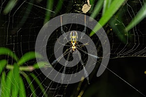 Hairy Golden Orb-weaver (Trichonephila fenestrate) photo