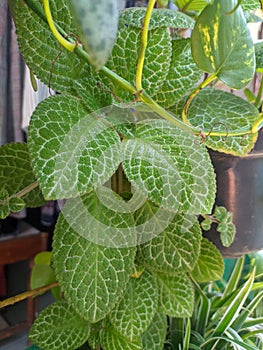 hairy green betel leaf plant