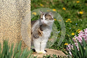 Hairy grey and white domestic cat curiously looking over family house corner at something interesting surrounded with uncut grass