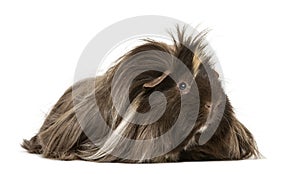 Hairy Guinea pig lying