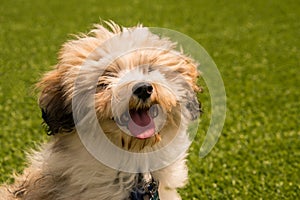 Hairy Havanese puppy