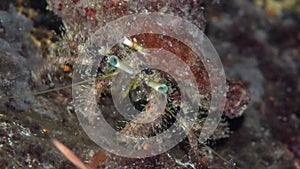 Hairy hermit crab Pagurus hirtimanus in coral of Red sea Sudan Shaab Rumi