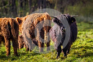 Hairy Highland Bull