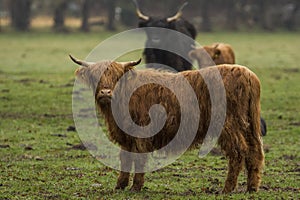 Hairy Highland Bull