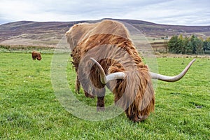 Hairy Highland cattle on green grassy field in Scotland