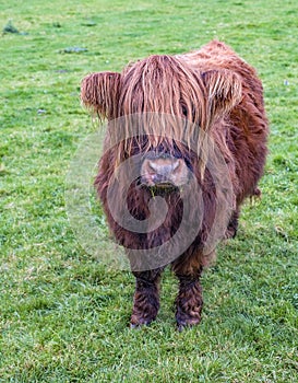 Hairy Highland cattle on green grassy field in Scotland