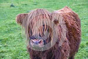 Hairy Highland cattle on green grassy field in Scotland