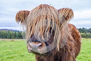 Hairy Highland cattle on green grassy field in Scotland