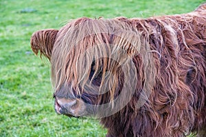 Hairy Highland cattle on green grassy field in Scotland