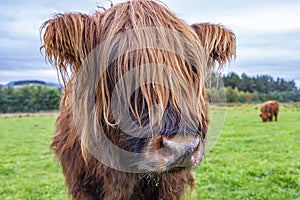 Hairy Highland cattle on green grassy field in Scotland