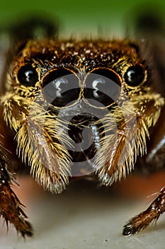 Hairy Jumper