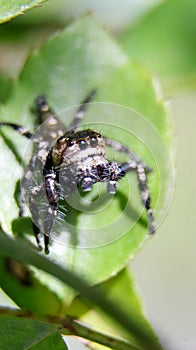 a hairy jumping spider with large black eyes