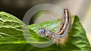 Hairy lackey moth caterpillar close-up. Malacosoma neustria