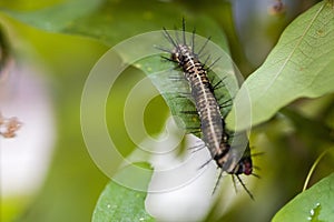 Hairy lackey moth caterpillar close-up. Malacosoma neustria