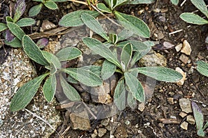 Hairy leaves of Hieracium pilosella plant