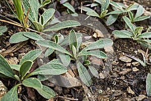 Hairy leaves of Hieracium pilosella plant