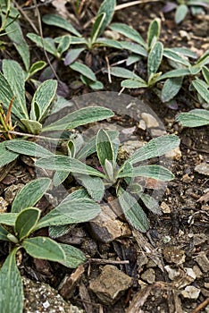 Hairy leaves of Hieracium pilosella plant