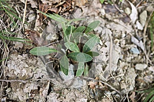 Hairy leaves of Hieracium pilosella plant