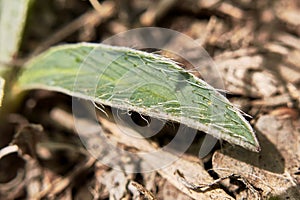 Hairy leaves of Hieracium pilosella plant