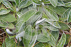 Hairy leaves of Mouse-ear hawkweed