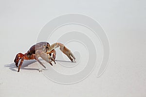 Hairy leg mountain crab