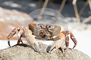 Hairy leg mountain crab, Tachai island,Thailand