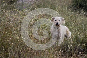 A Hairy Light Brown Dog in a Green Meadow